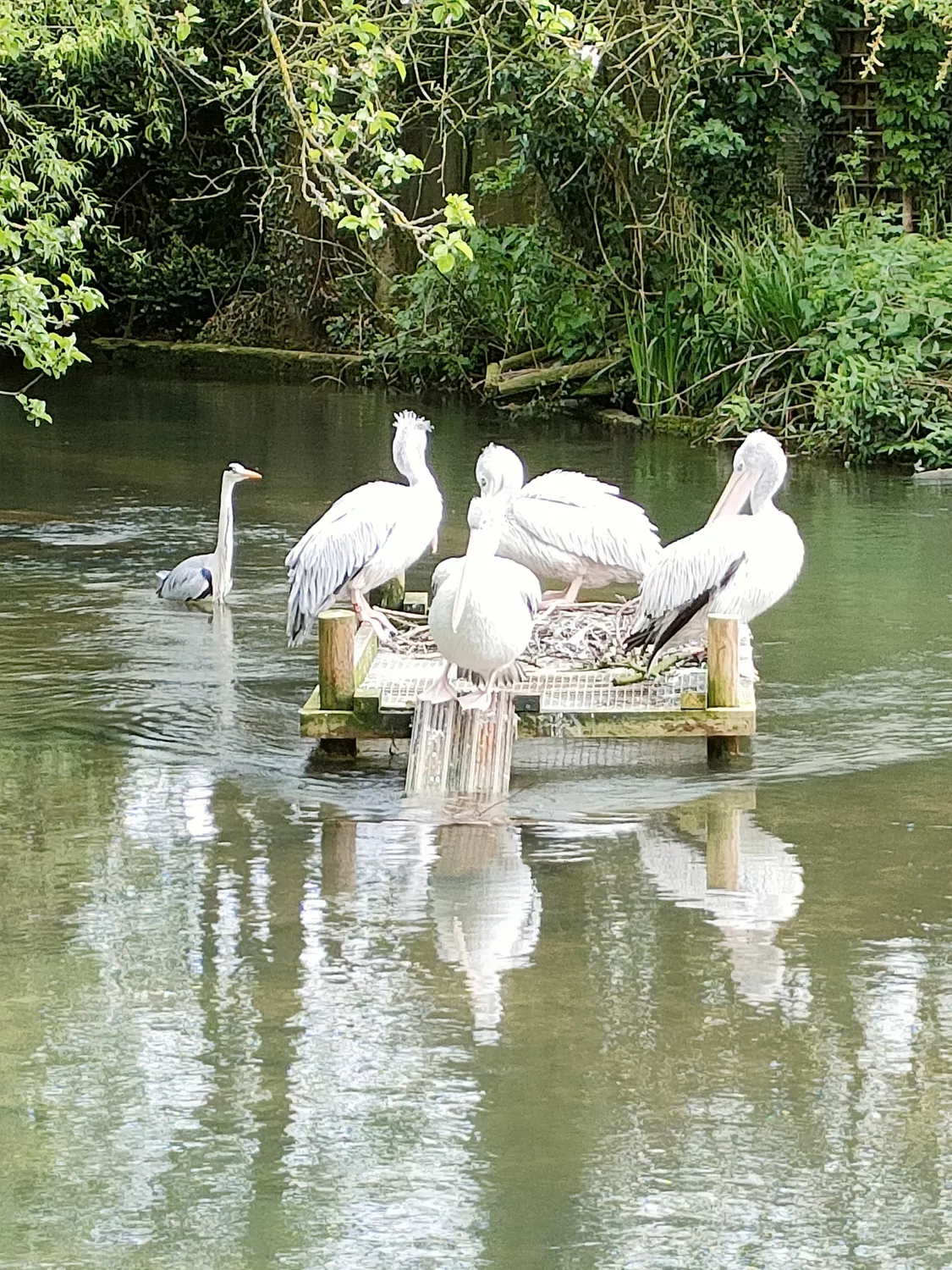 Birdland