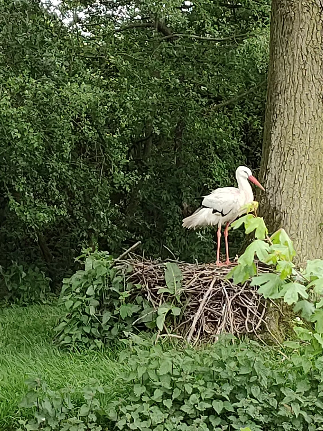 Birdland