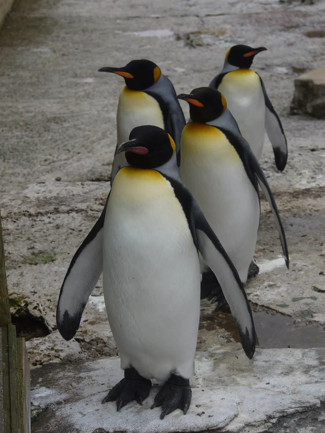 Birdland