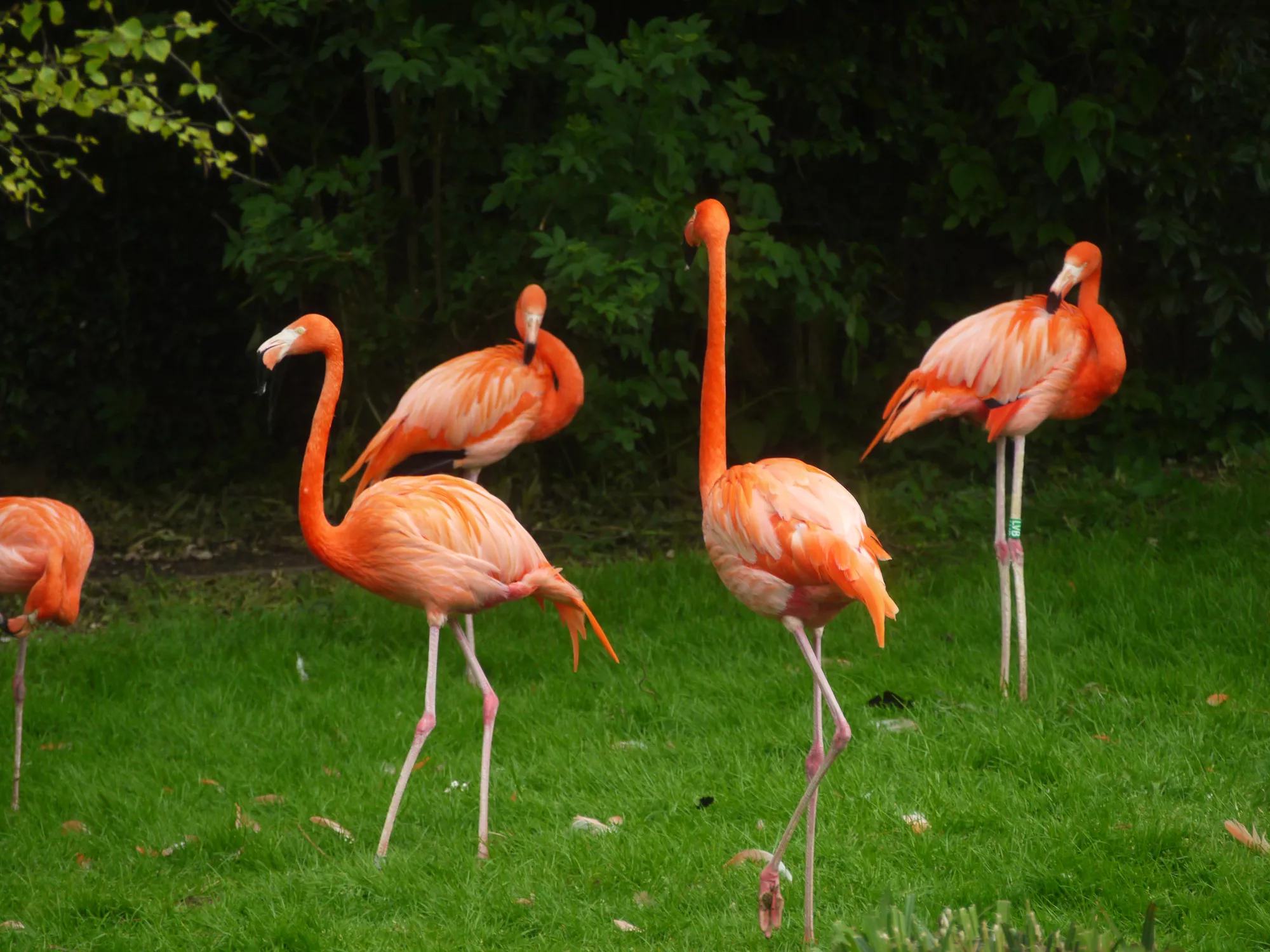 Birdland