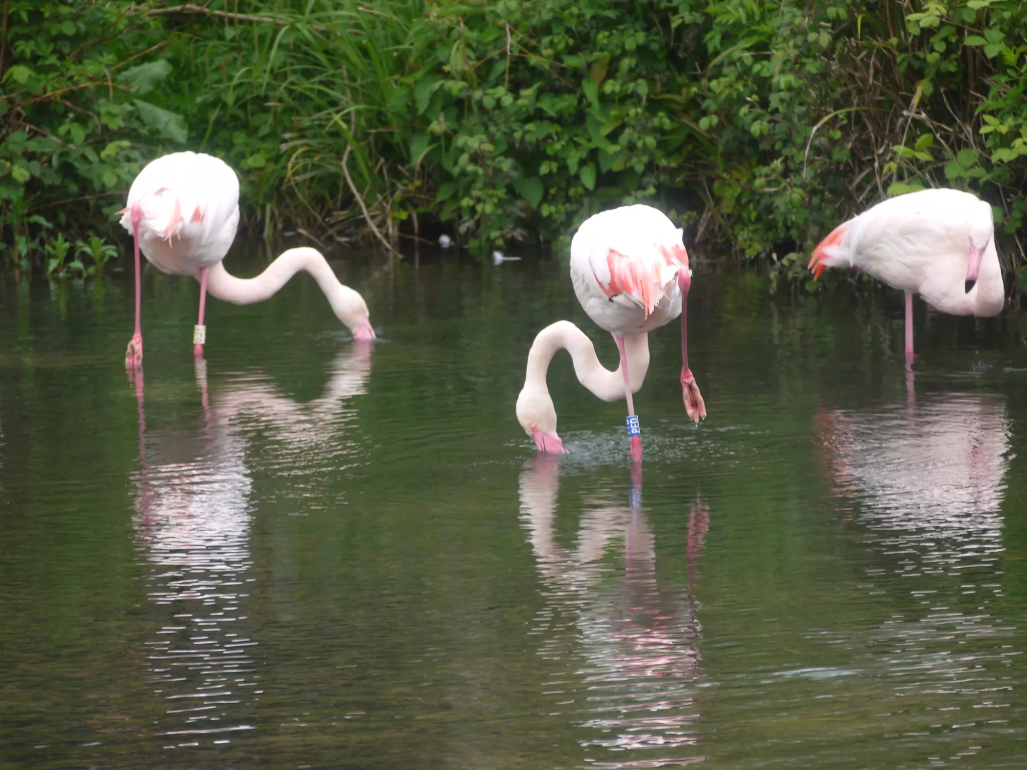 Birdland