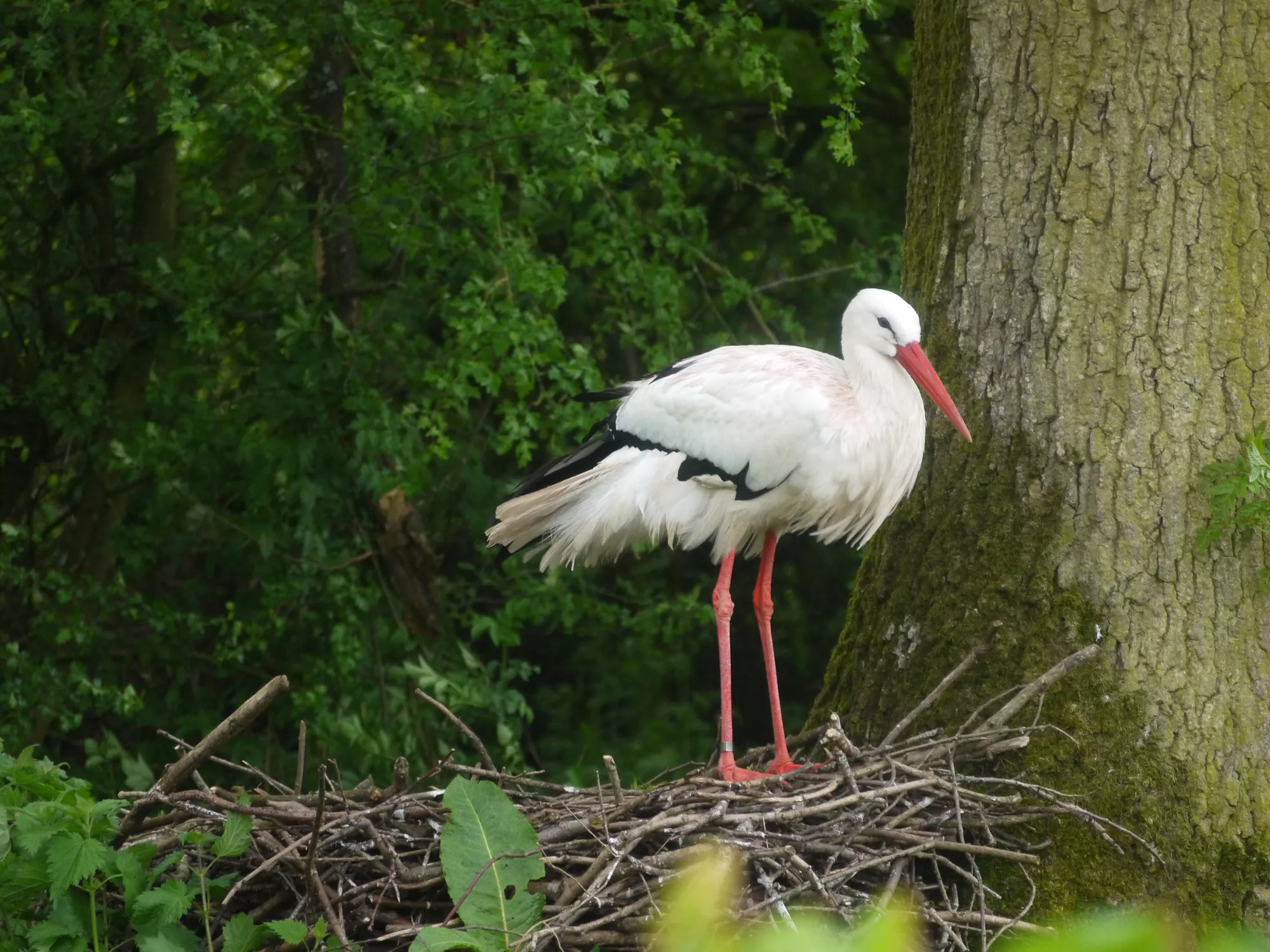Birdland