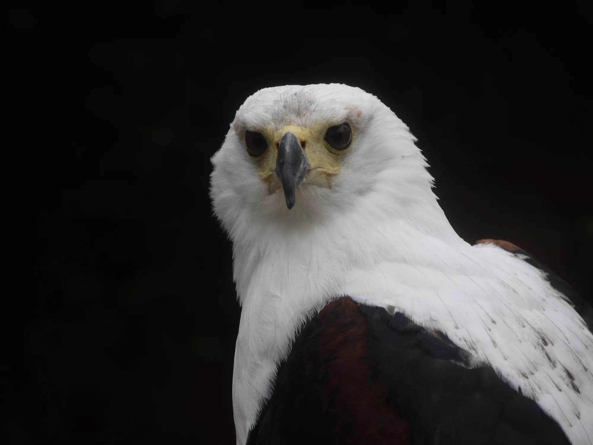 Falconry
