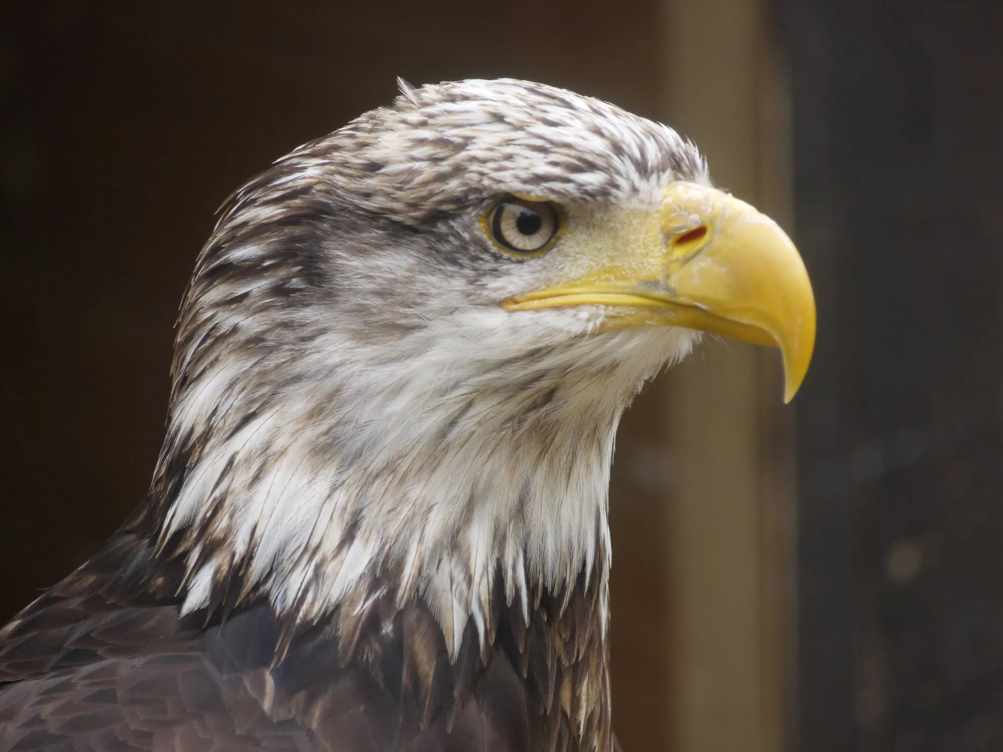 Falconry