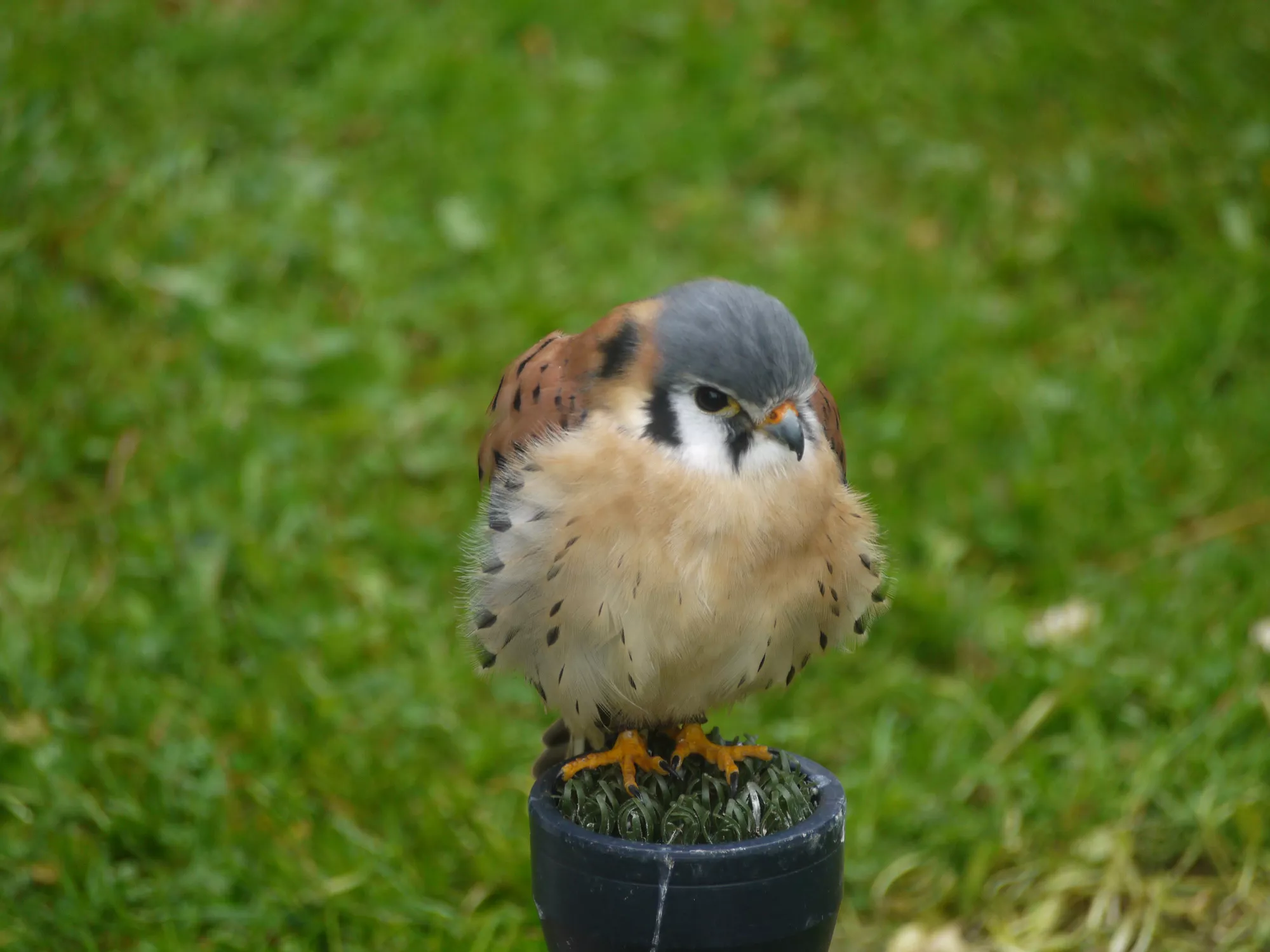 Falconry