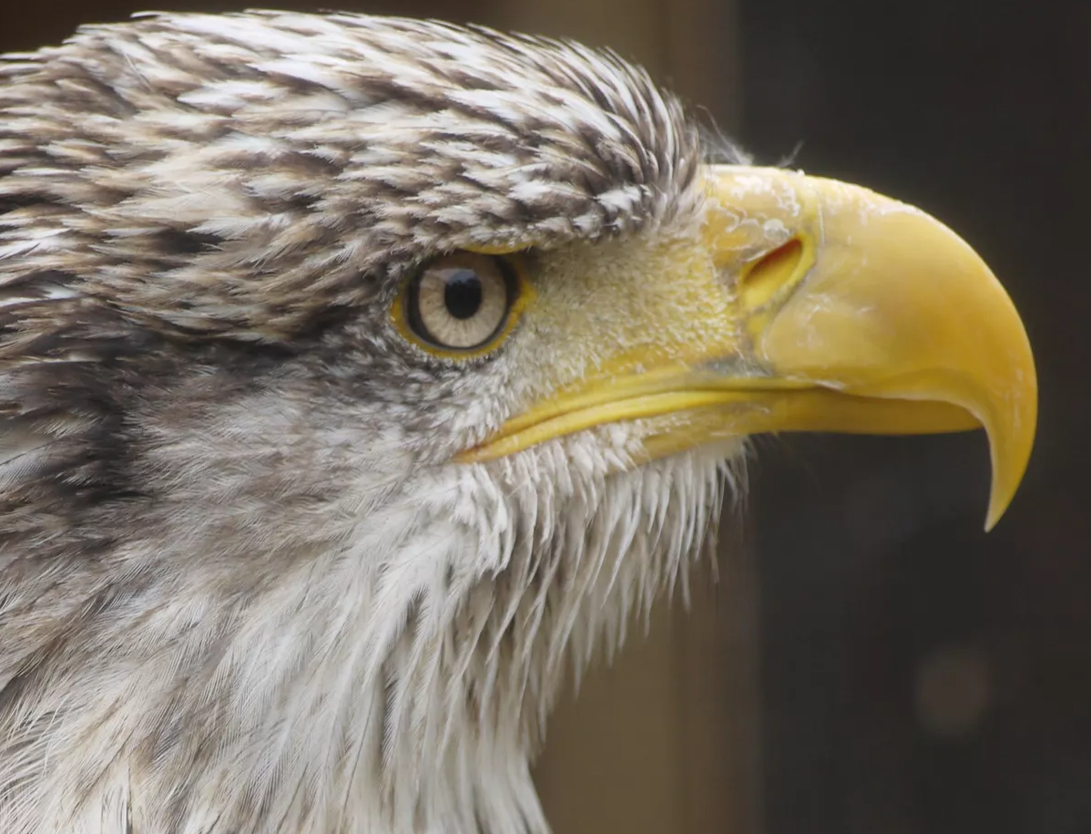 Falconry