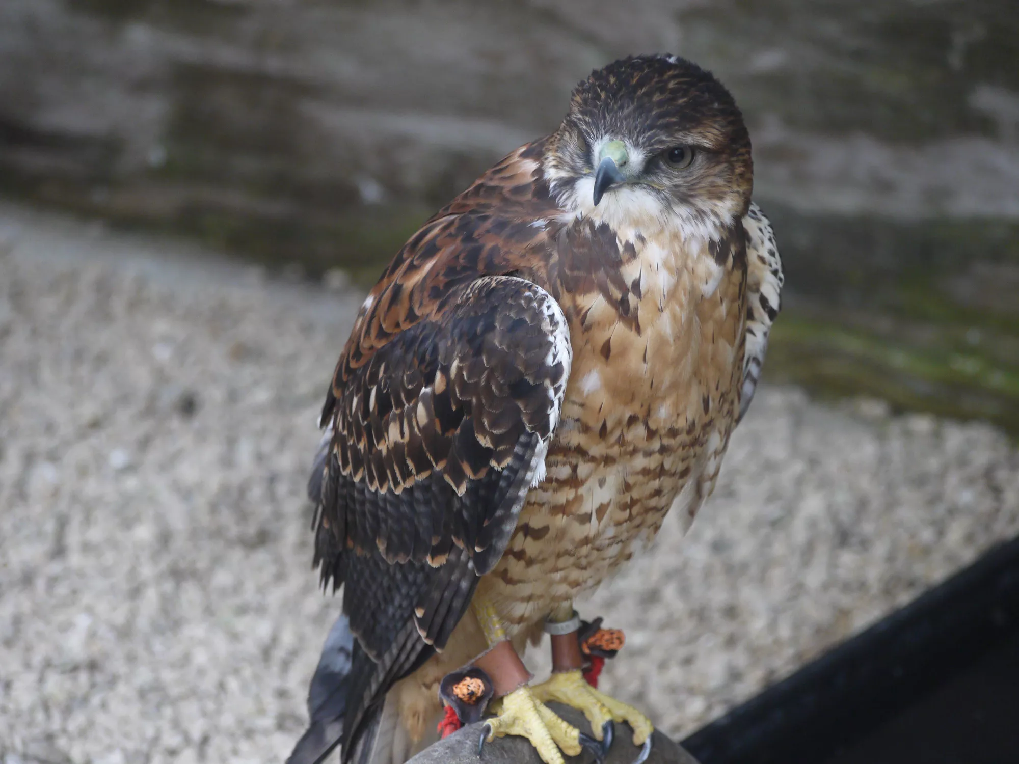 Falconry