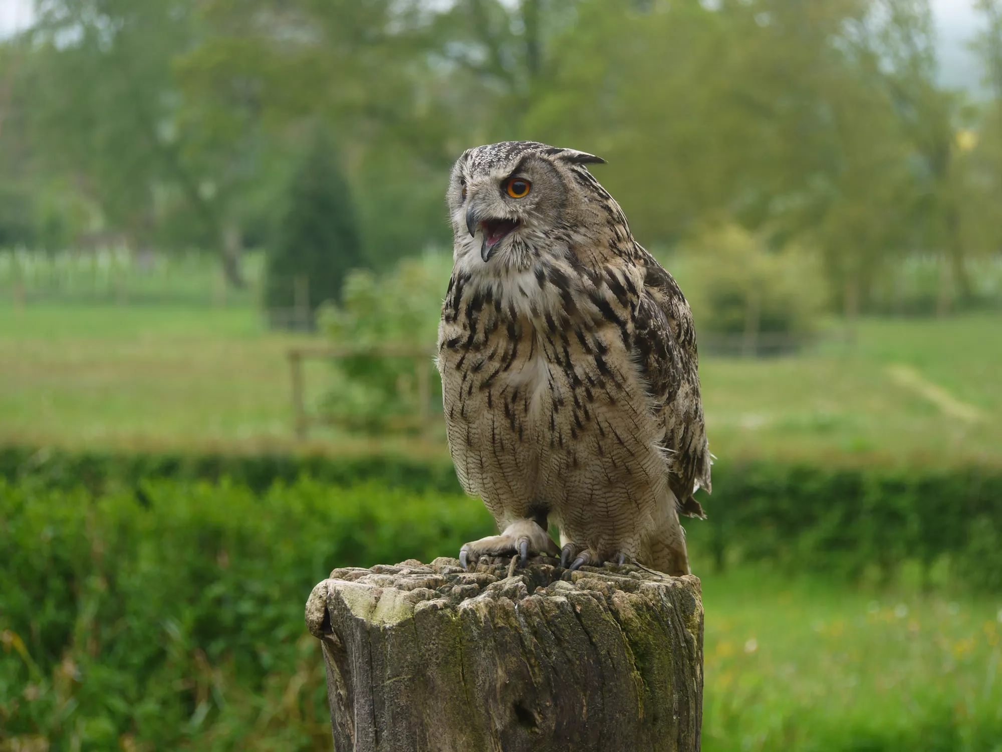 Falconry