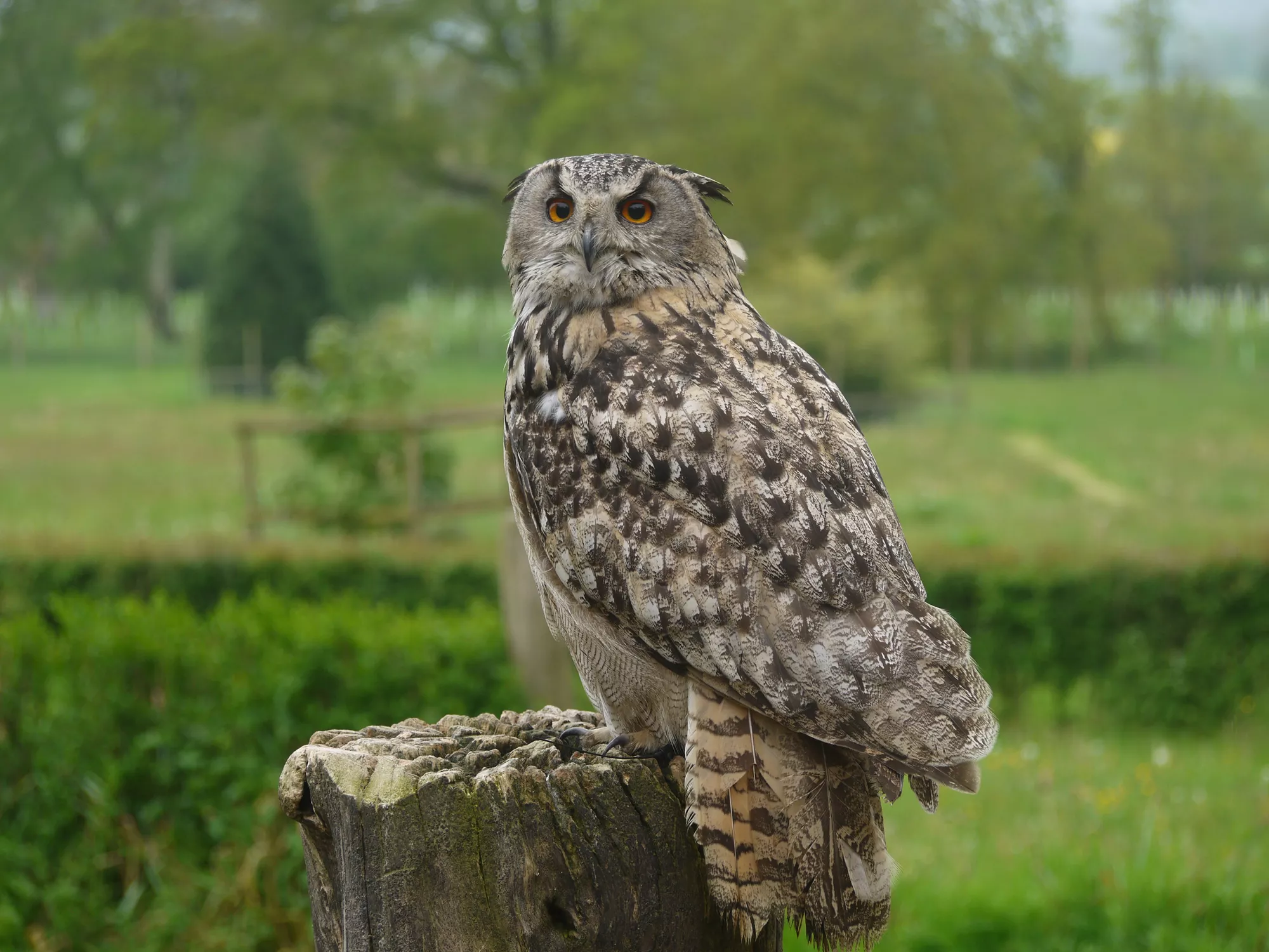 Falconry