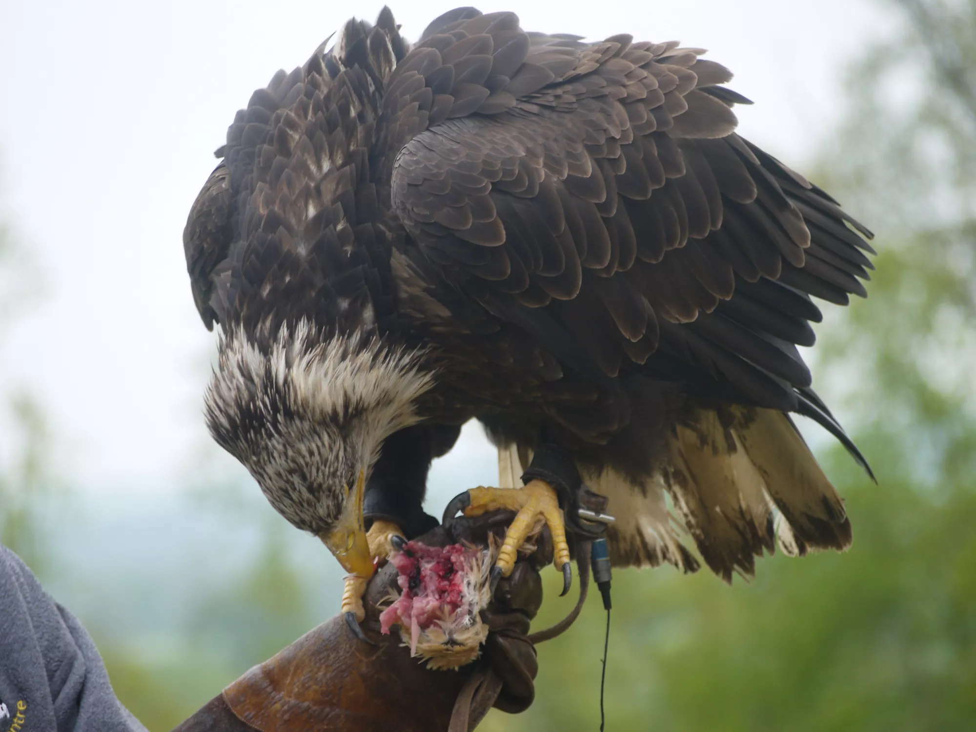 Falconry