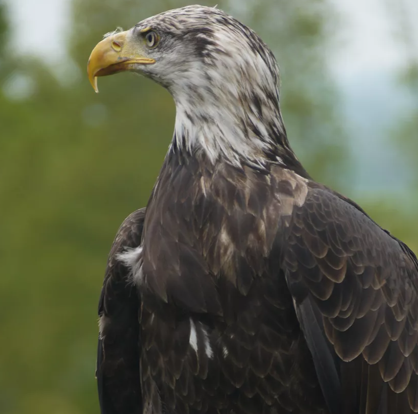 Falconry