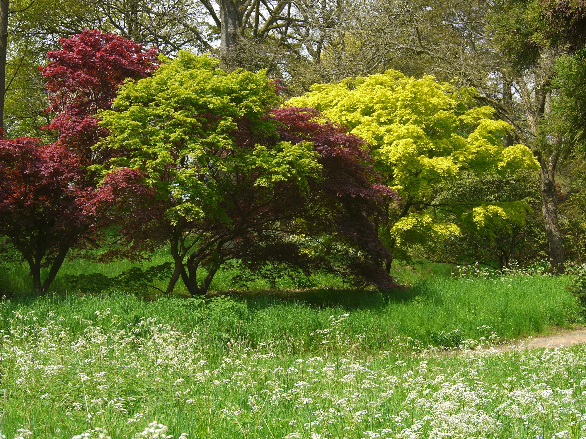 Arboretum